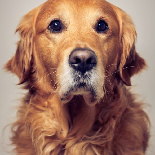 Unser Bürohund Toby sorgt für gute Laune